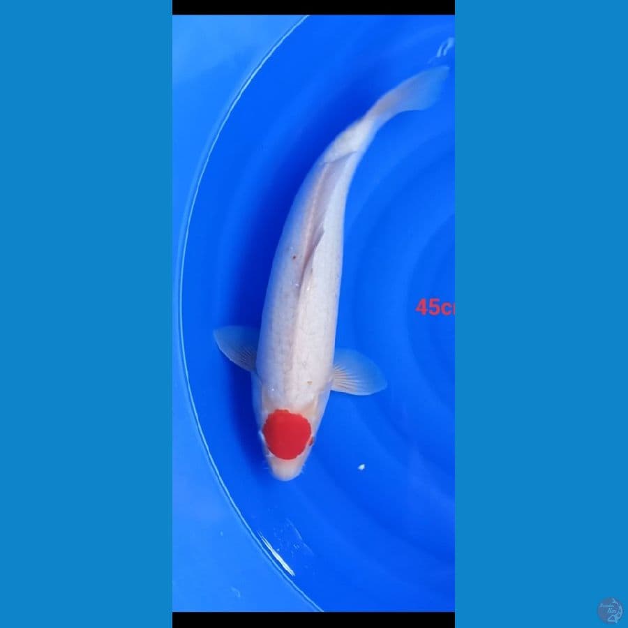 tanco kohakhu ory 45cm