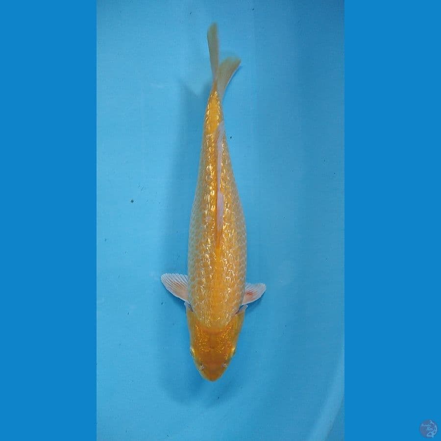 karasi ginrin lemon