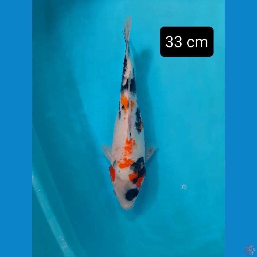 showa 33 cm