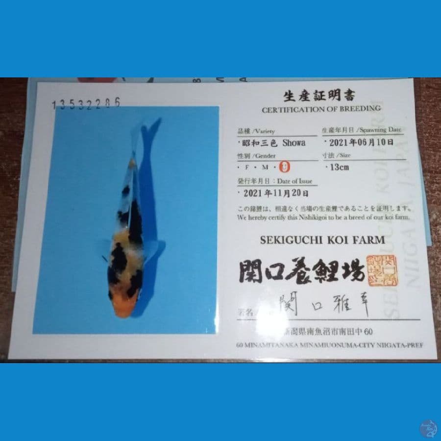 Showa Sekiguchi 14cm