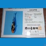 Showa Sekiguchi 14cm