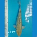 soragoi ginrin 32 cm