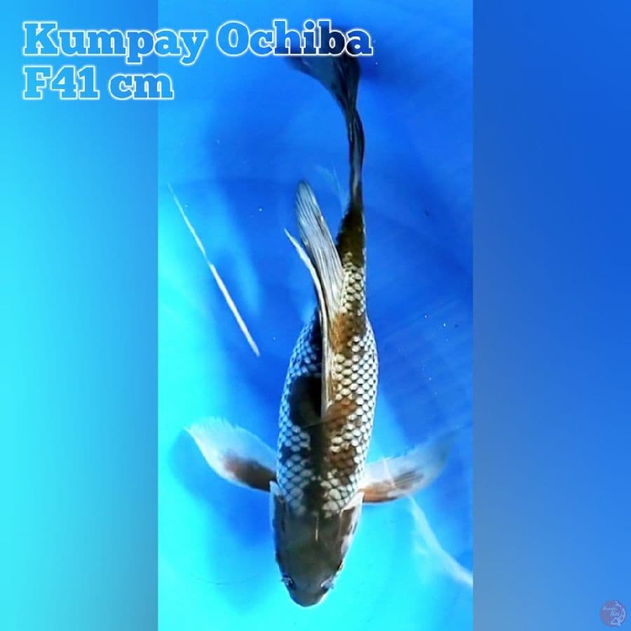 Ochiba Kumpay F41