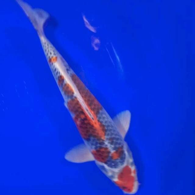 GOSIKI 30CM UP