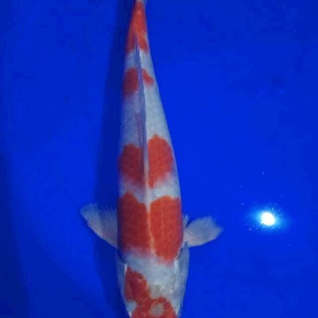 Kohaku hikari 35cm