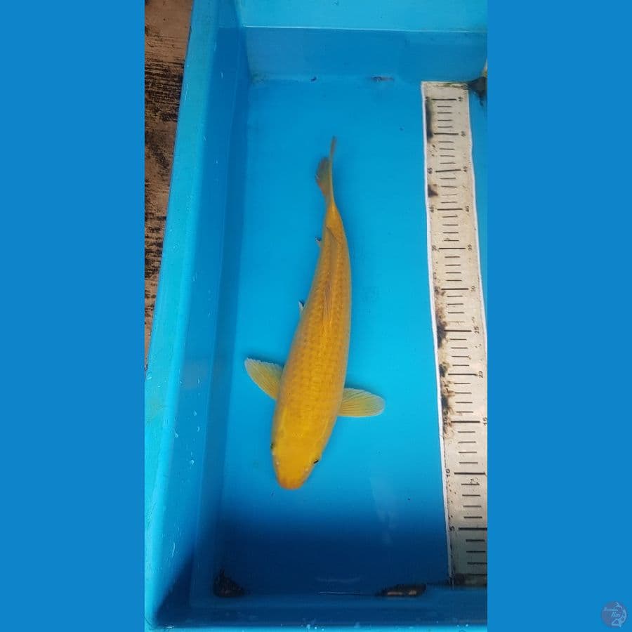 Karashi lemon 38cm