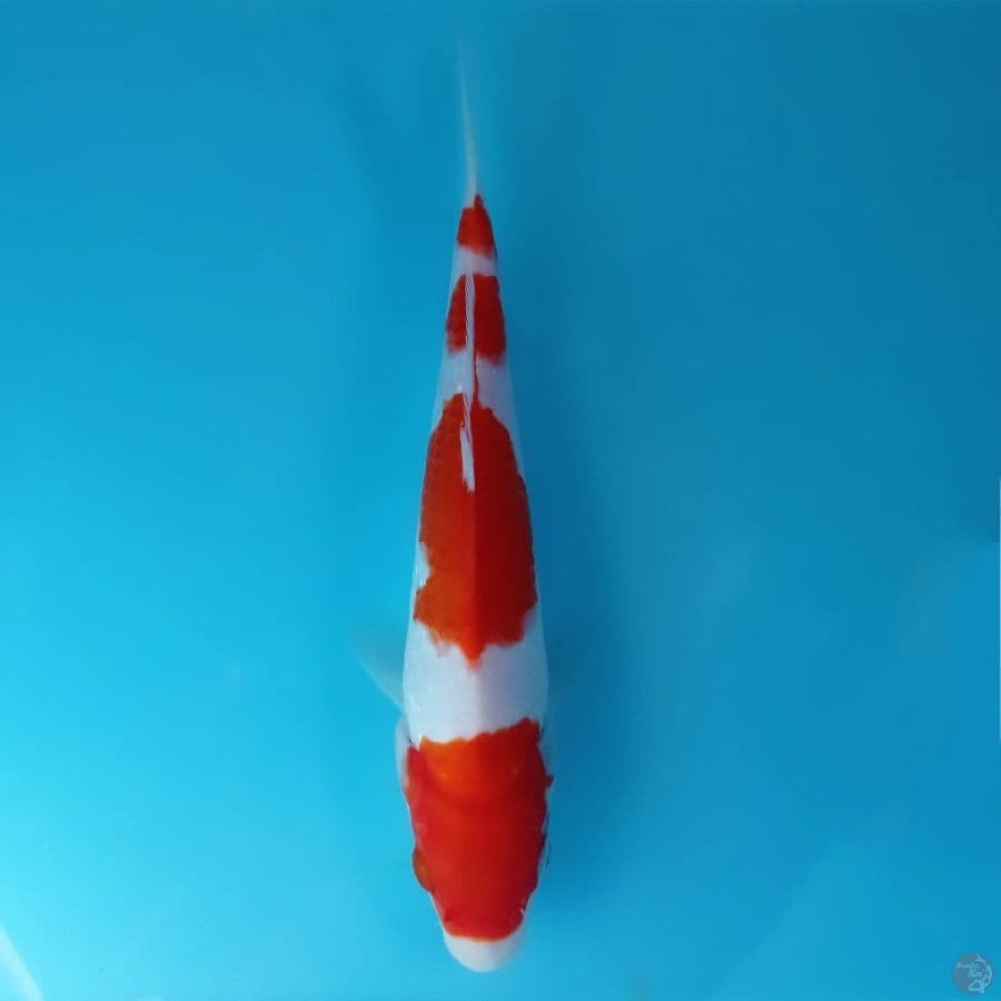 kohaku, 22 cm
