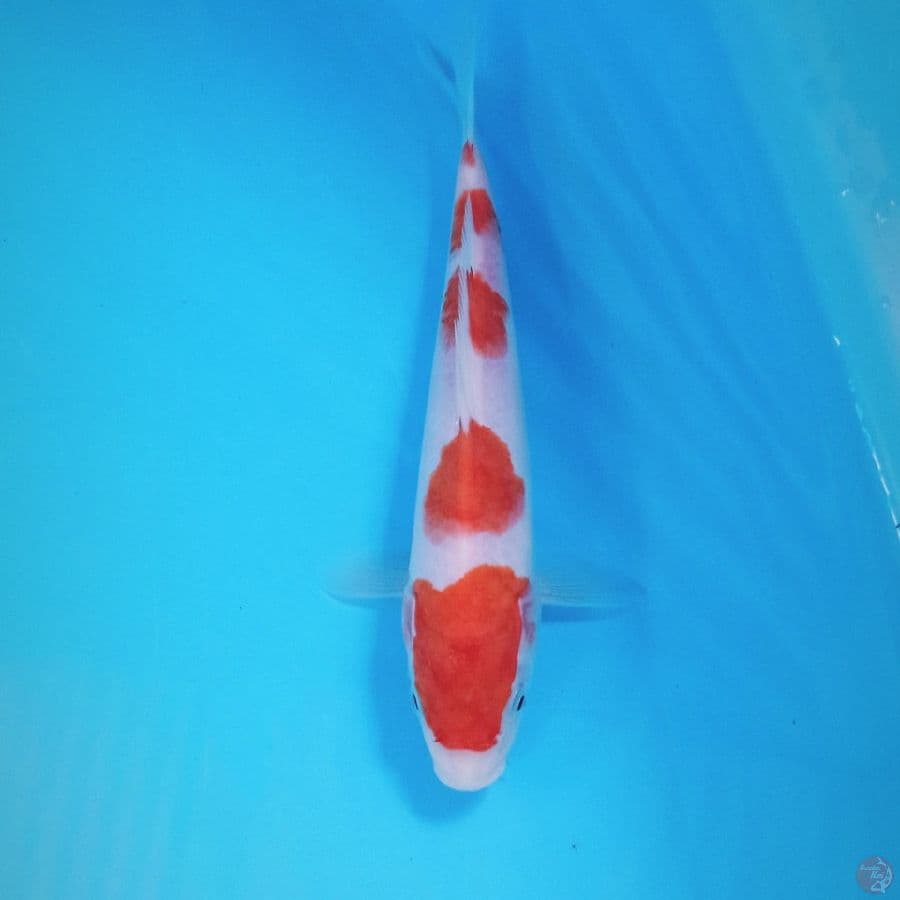 kohaku, 21 cm