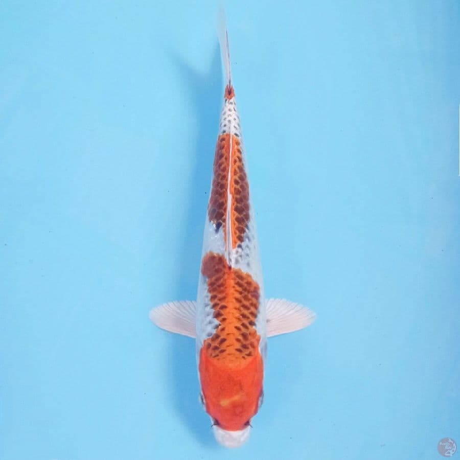 kujaku, 24 cm