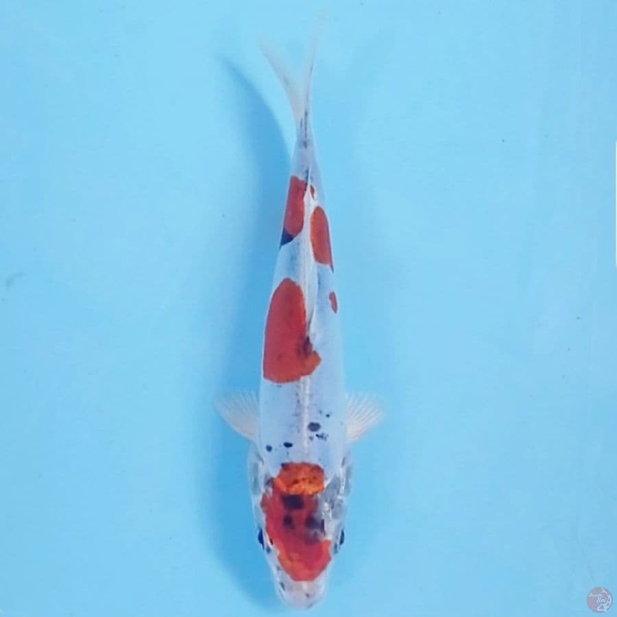 kikokuryu, 19 cm