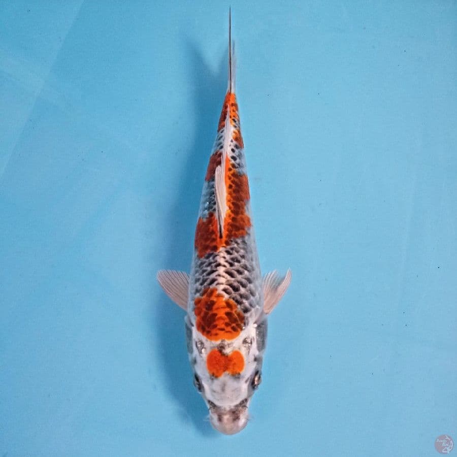 kujaku, 25 cm
