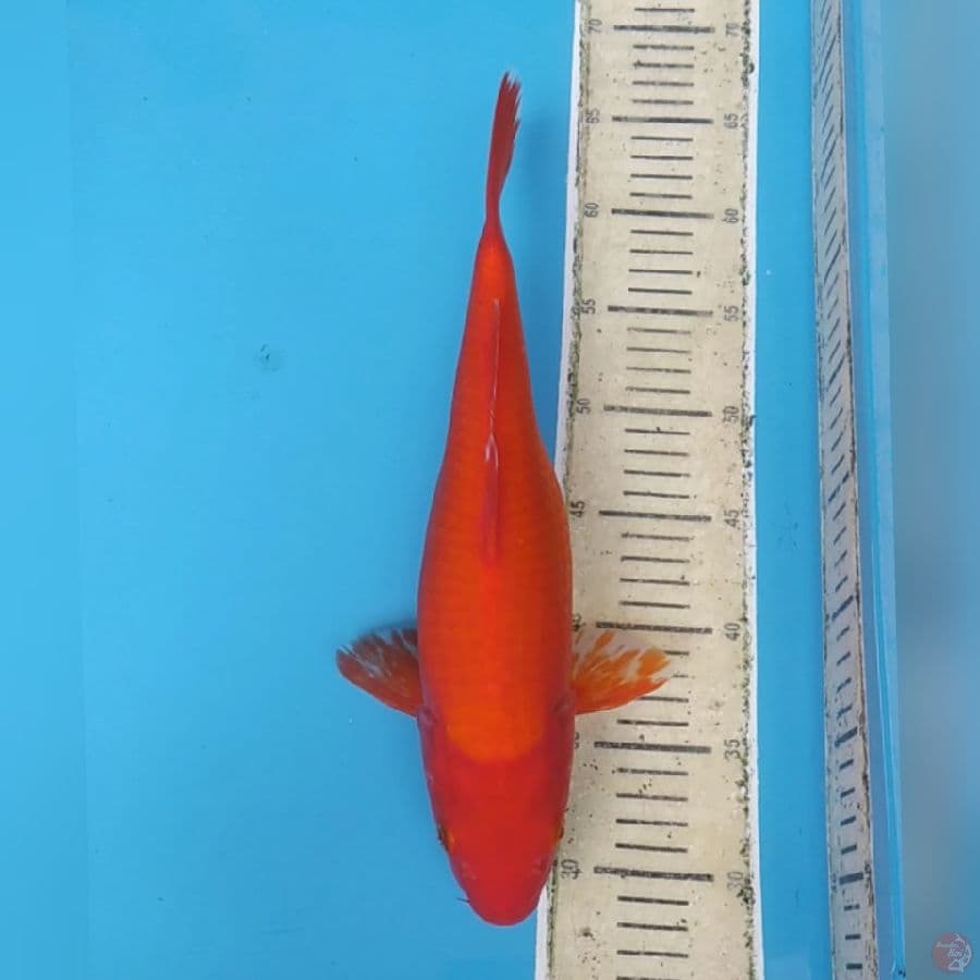 Benigoi good color ~35