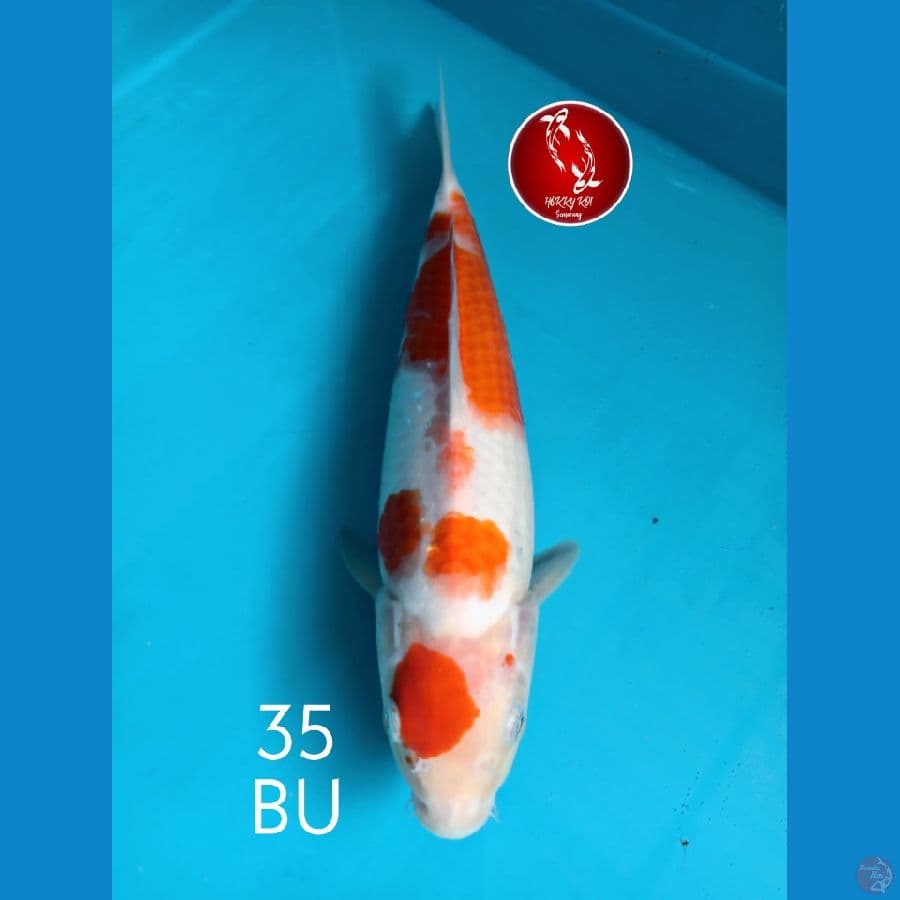 KOHAKU MARUTEN F1 JUMBO TOSAI