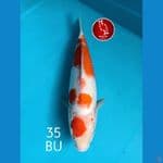 KOHAKU MARUTEN F1 JUMBO TOSAI