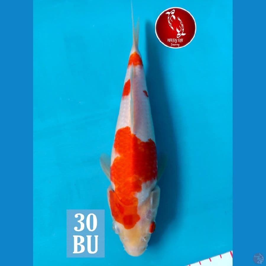 Kohaku F1 Nindan Red
