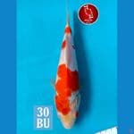 Kohaku F1 Nindan Red