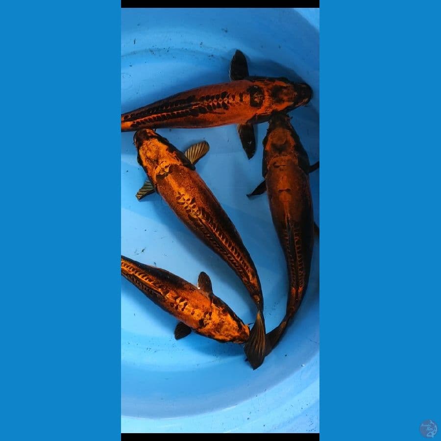 spesial antik 25-30cm