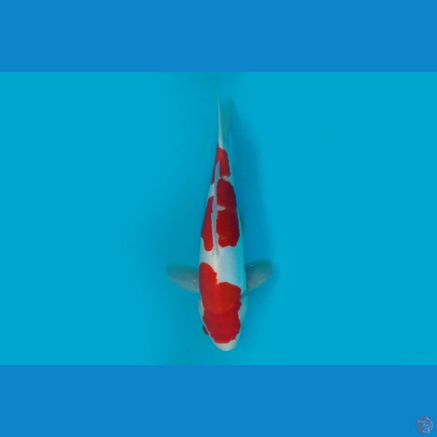 5.KOHAKU DOITSU 27 CM/ML