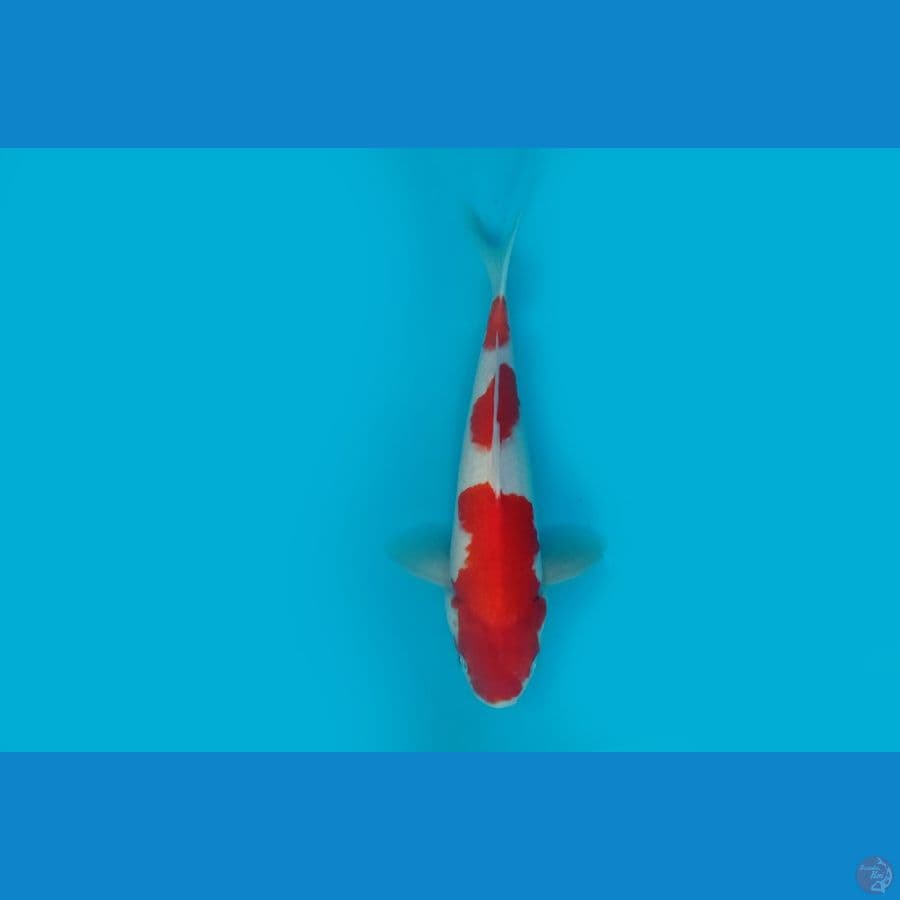 6.KOHAKU 27 CM/ML