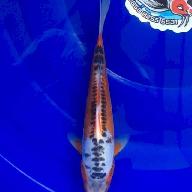 Hi Shusui 25cm