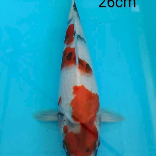 Showa 26cm