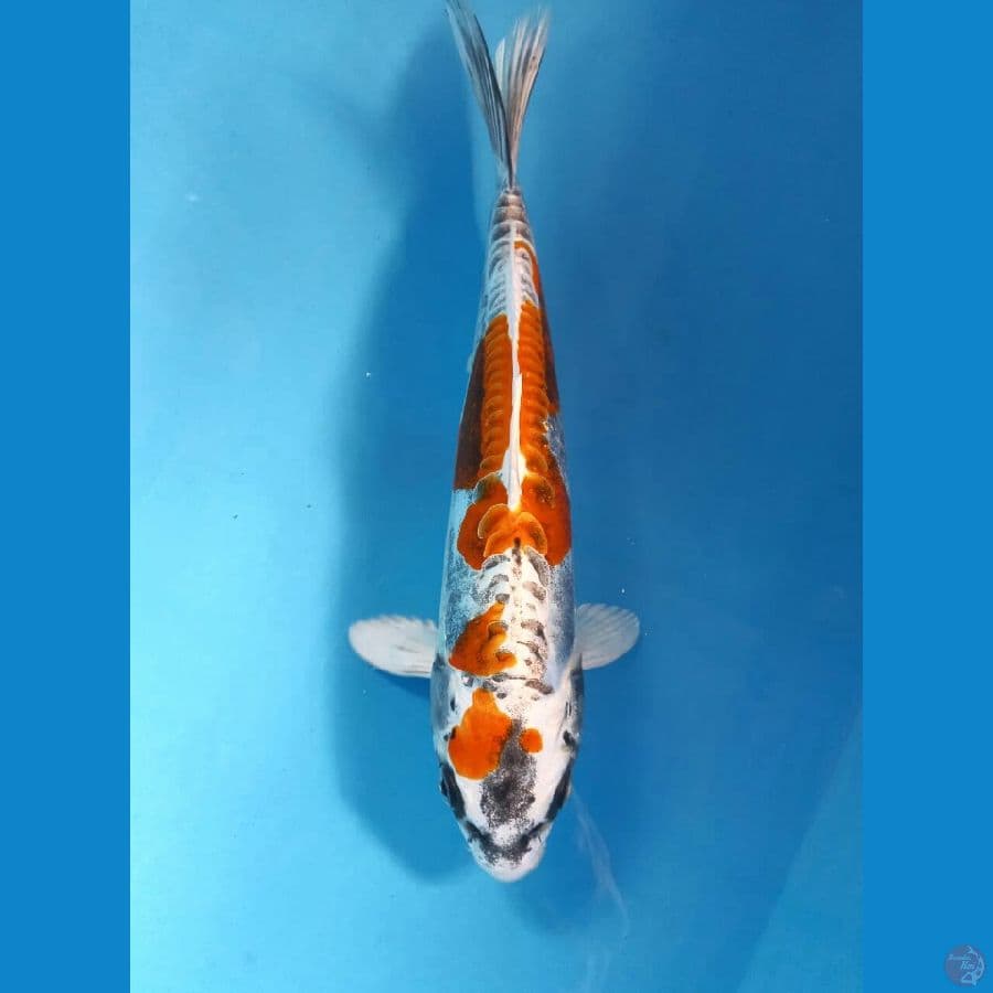 F1 kikokuryu 25cm