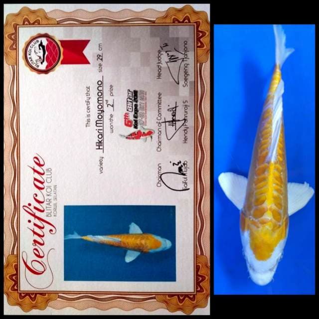 29CM - HIKARIMOYO - JUARA 2