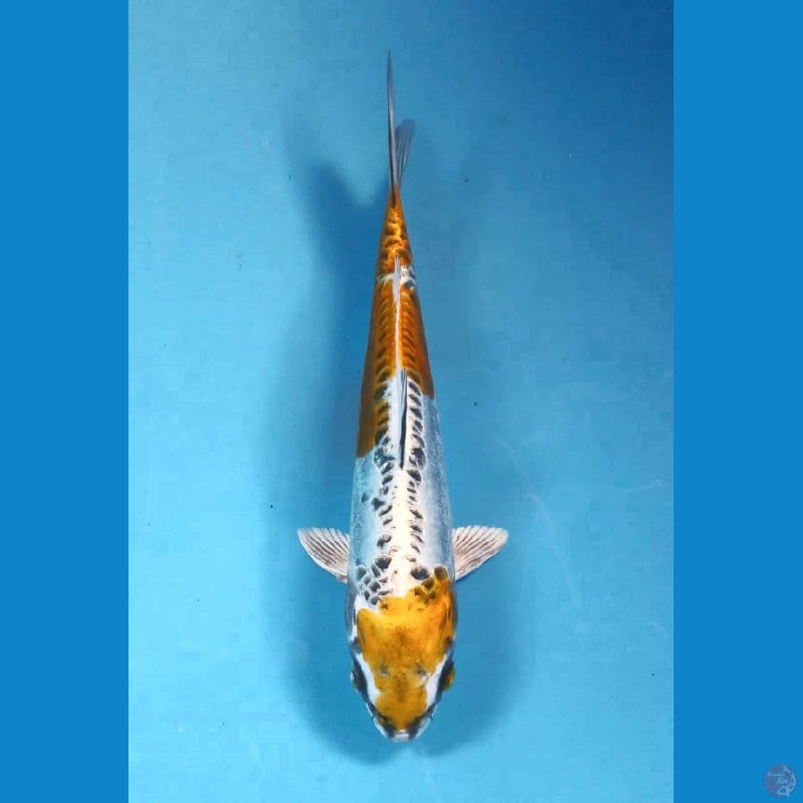 F1 kikokuryu 20cm