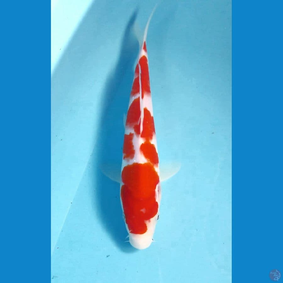 kohaku 28cm