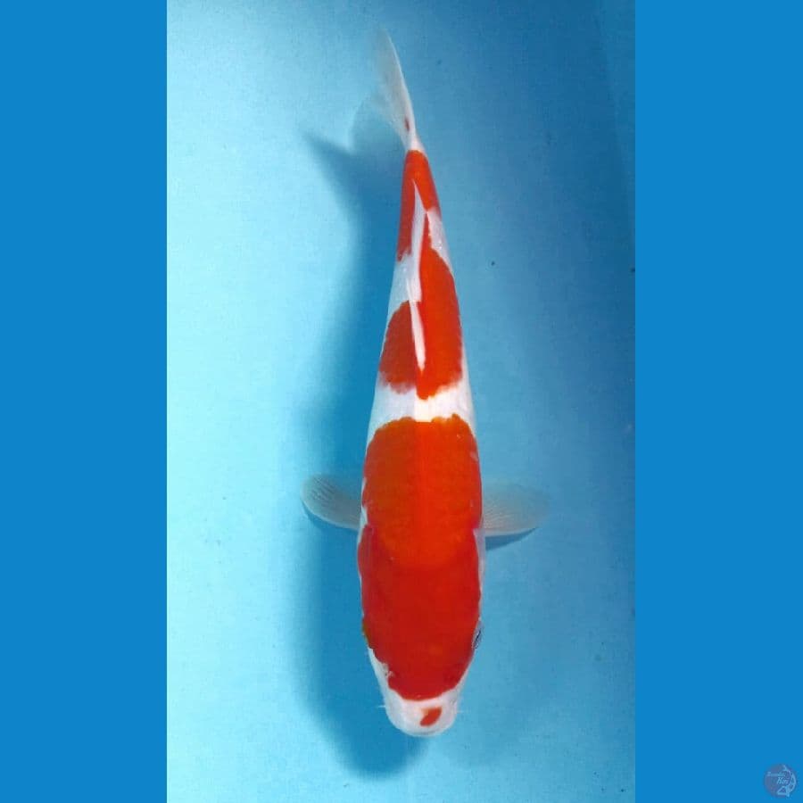 kohaku 26cm