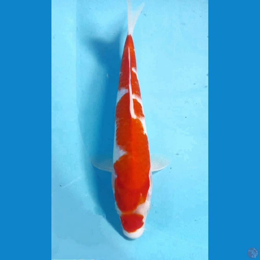 kohaku 26cm