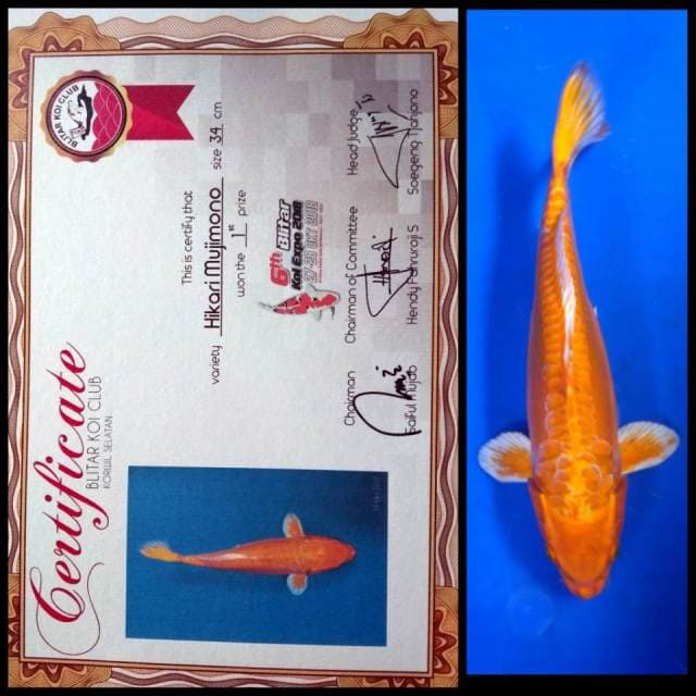 34CM - HIKARIMUJIMONO