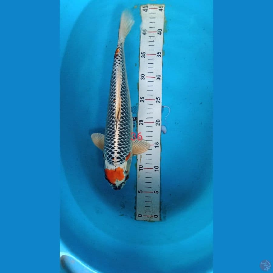 kojaku 35 cm