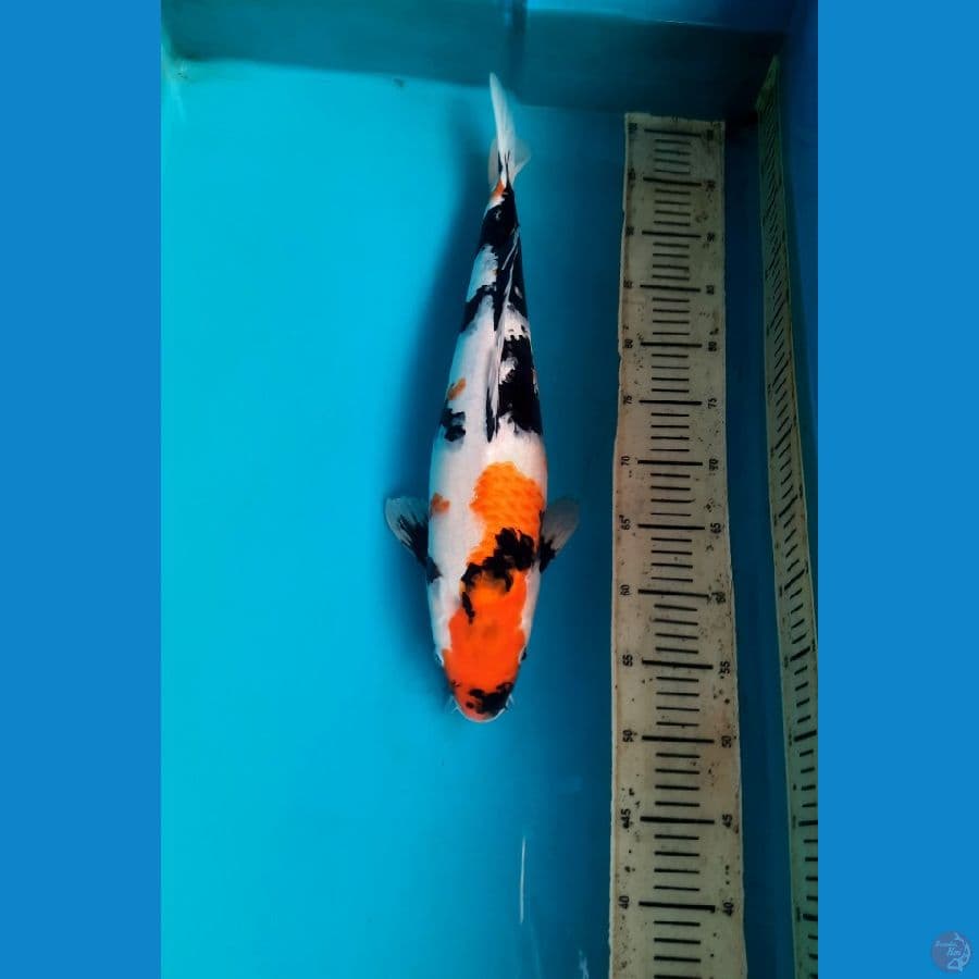 49cm Showa sanshoku. Female