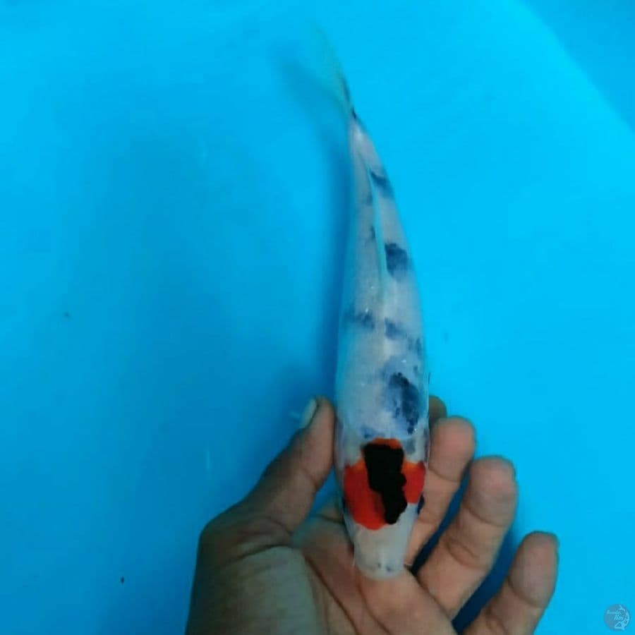 Tancho Showa Tategoi