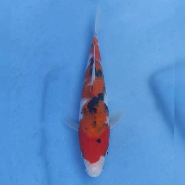 Okawa Sanke