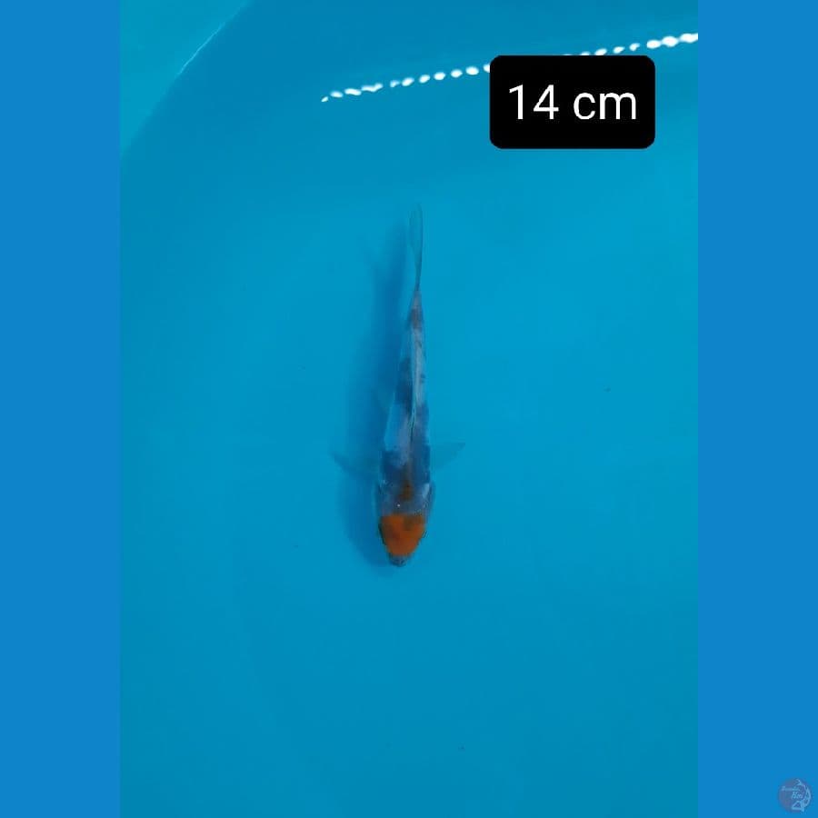 tancho showa doit 14 cm
