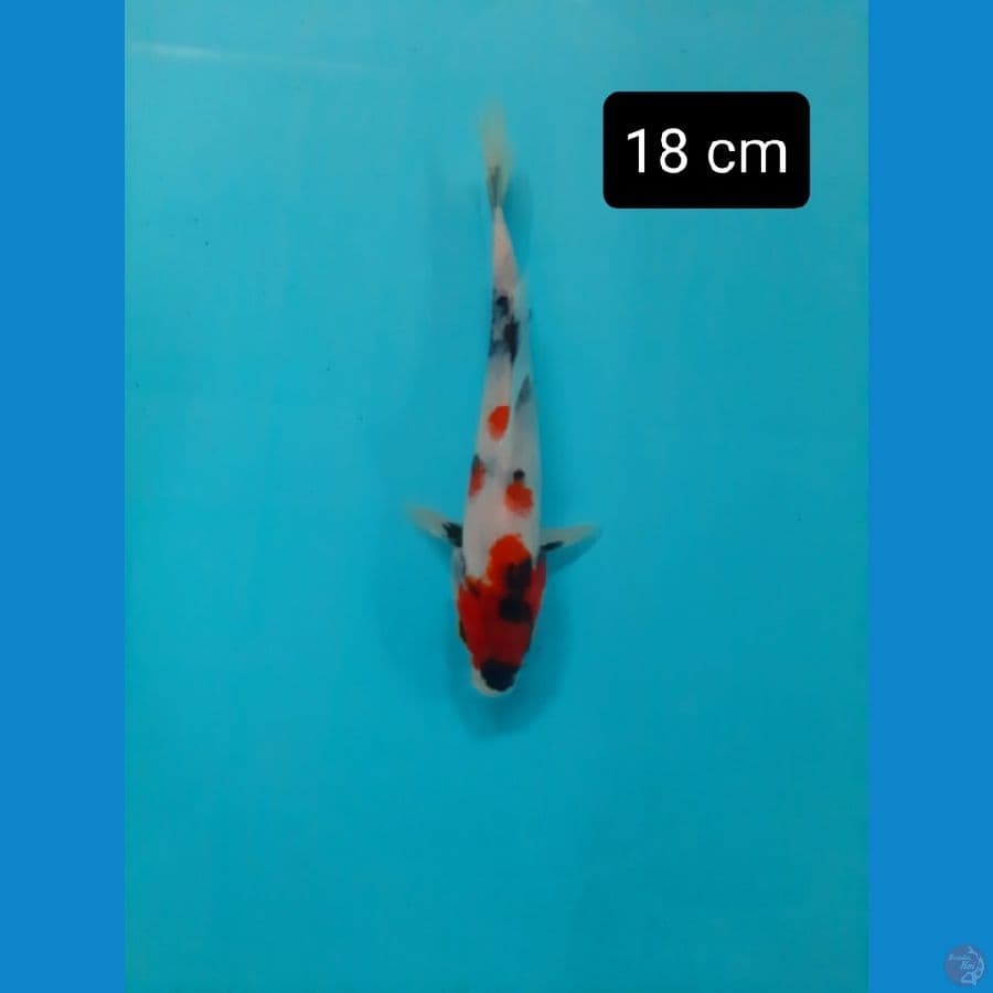 kindai 18 cm
