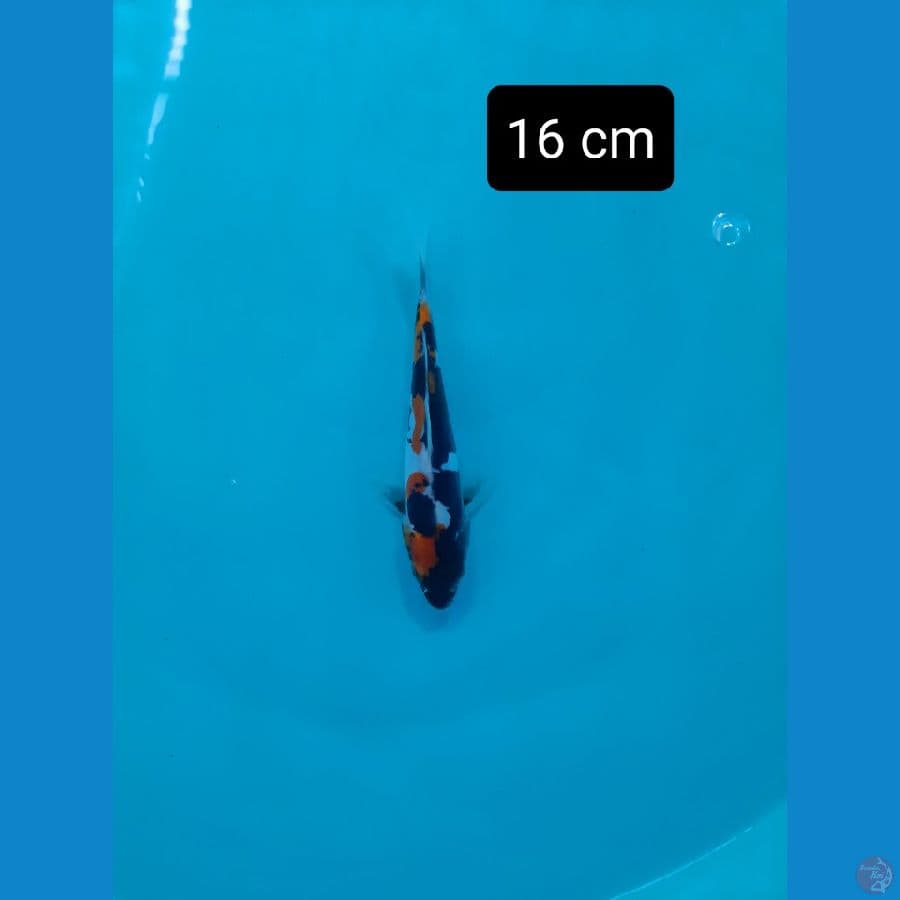 doitsu 16 cm