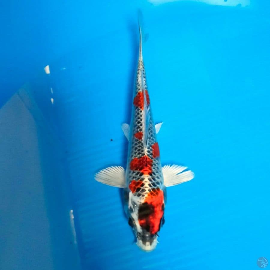 Maruten Kujaku