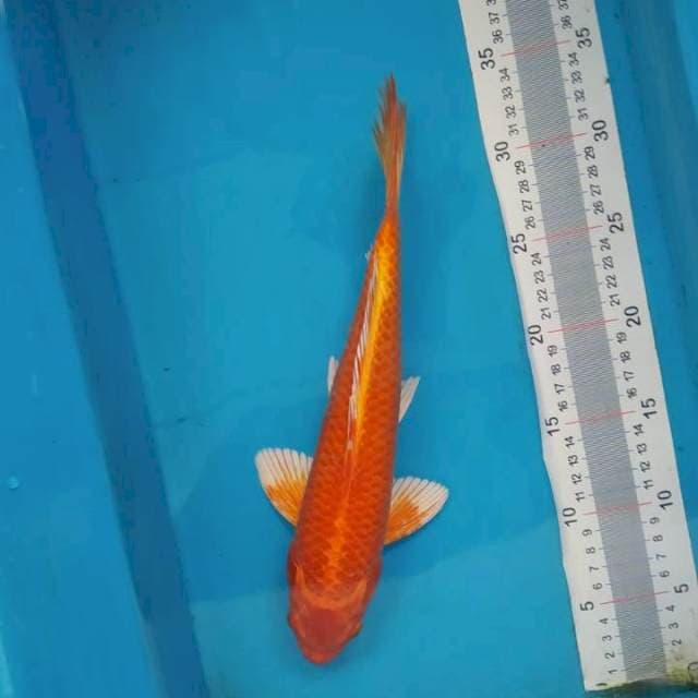 Ogon
