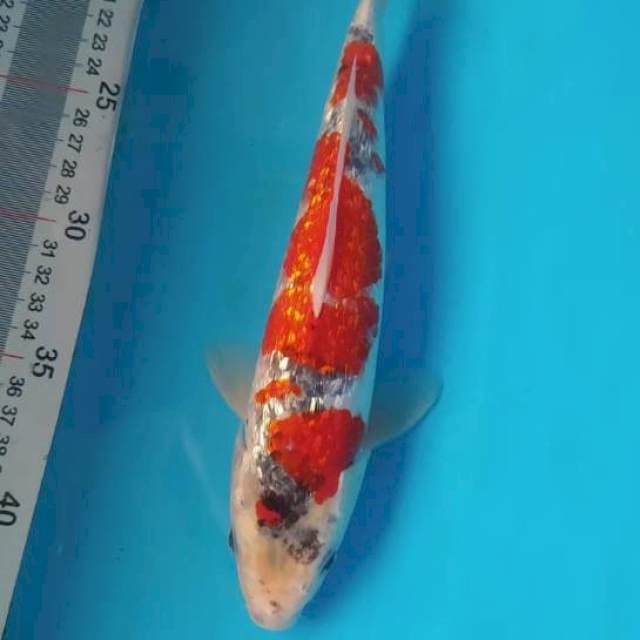 Ghosiki