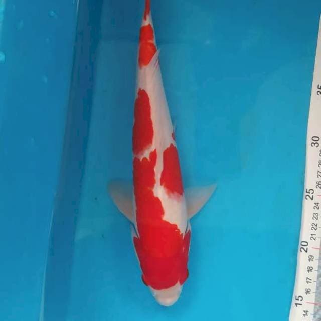 Kohaku strong