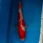 Kohaku strong