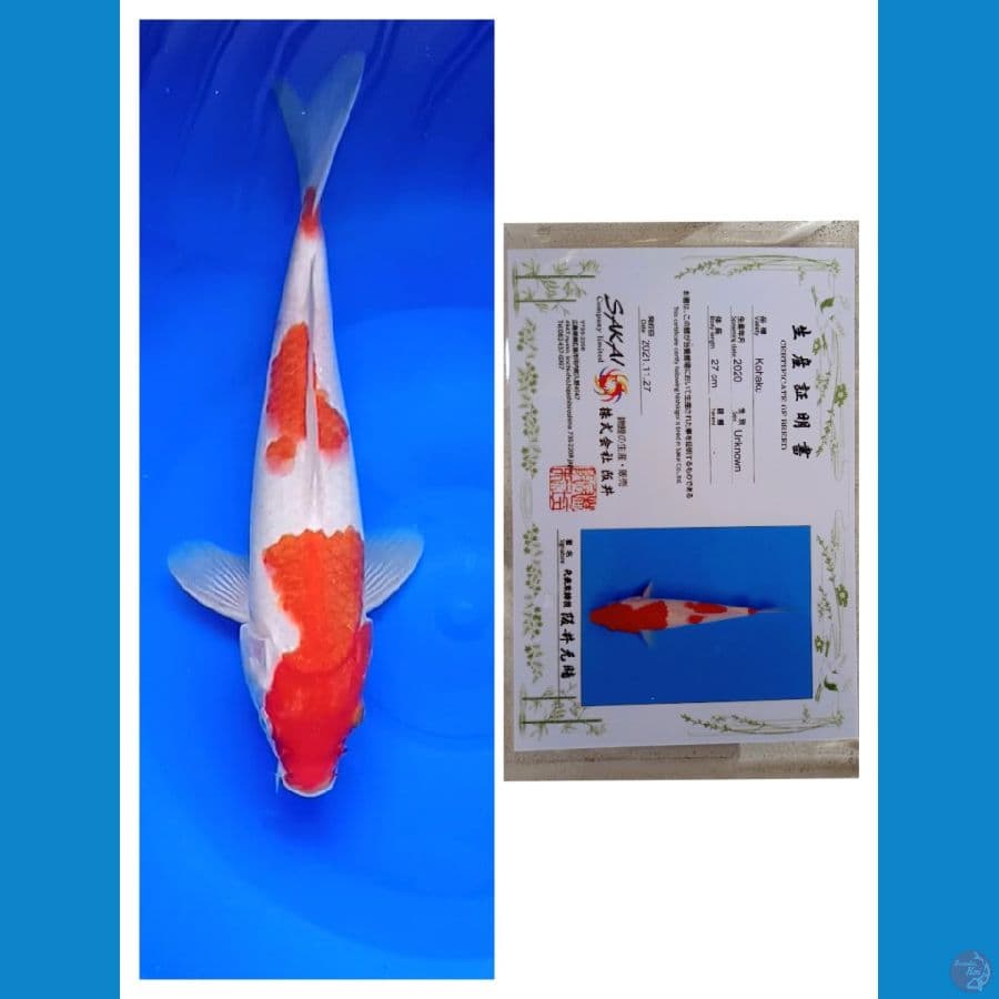 Sakai Ltd Kohaku