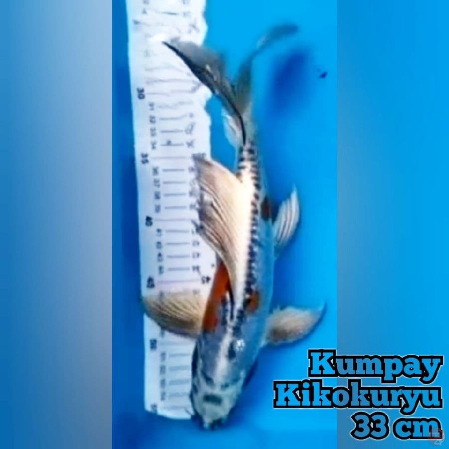 Kumpay Kikokuryu 33 cm