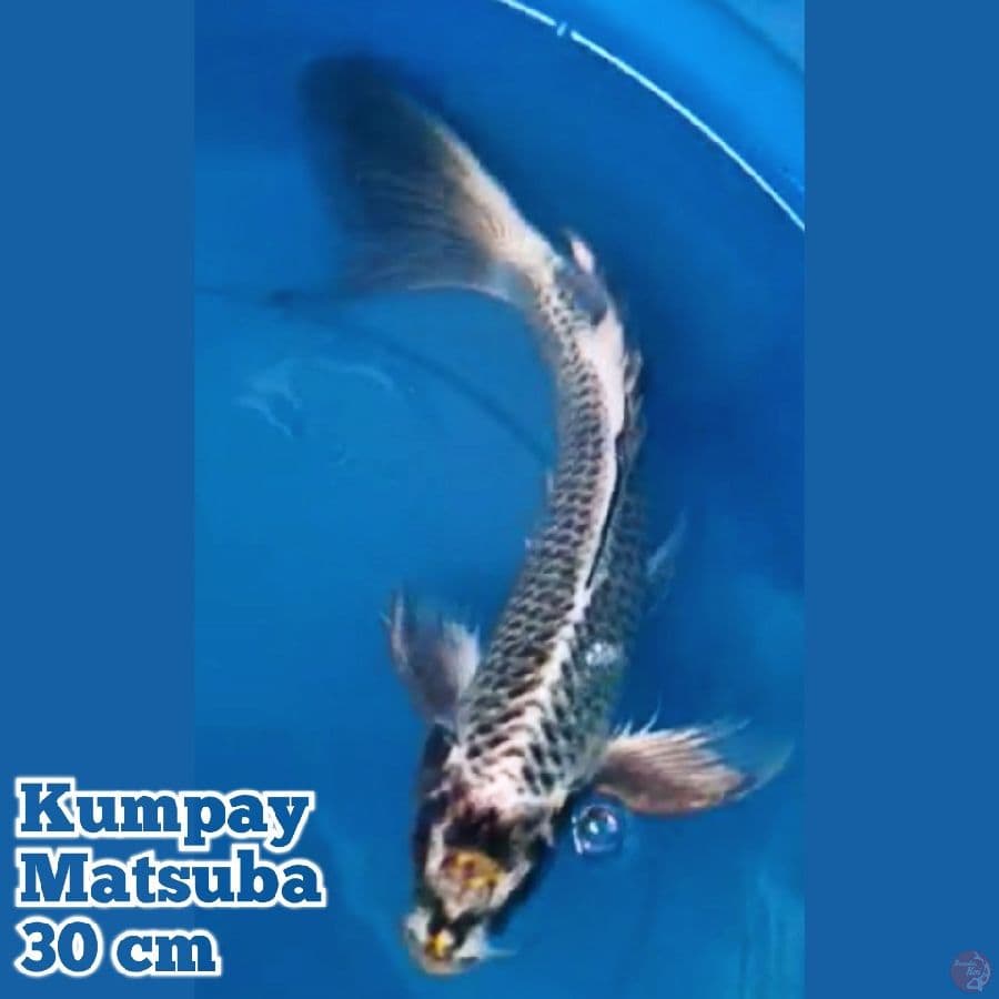 Kumpay Matsuba 30 cm
