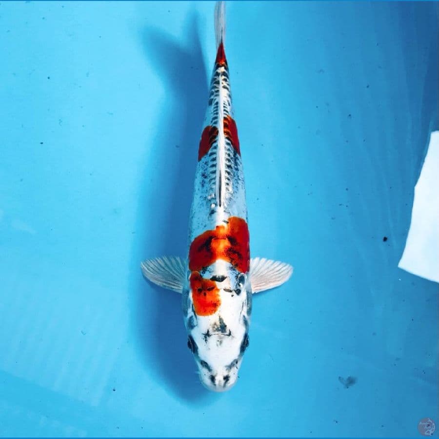 F1 benikiko, 28cm