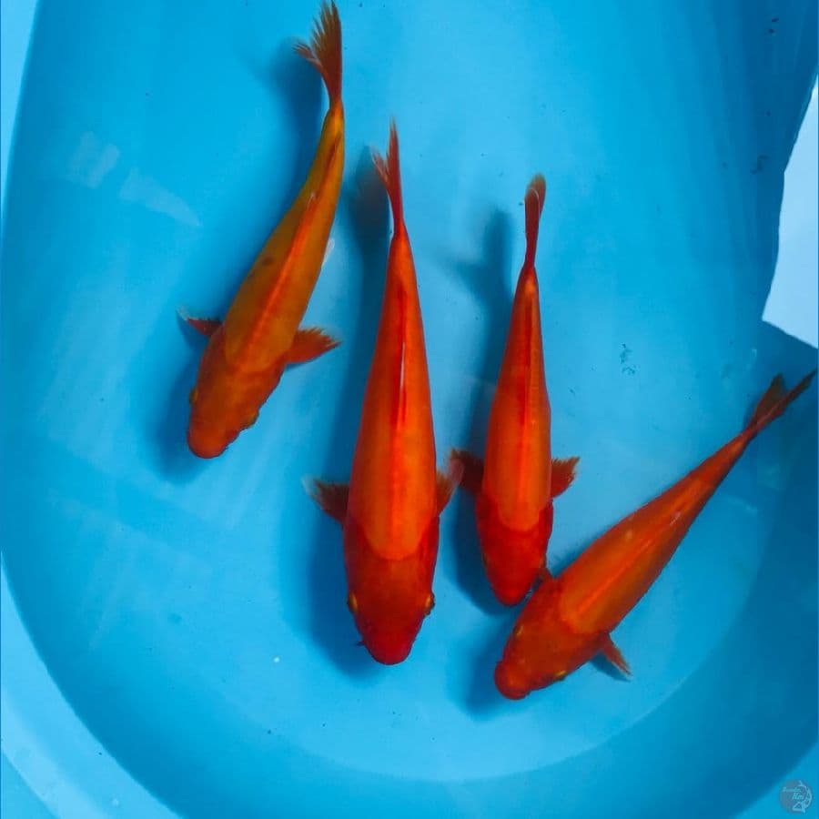 benigoi doitsu, 20-25cm