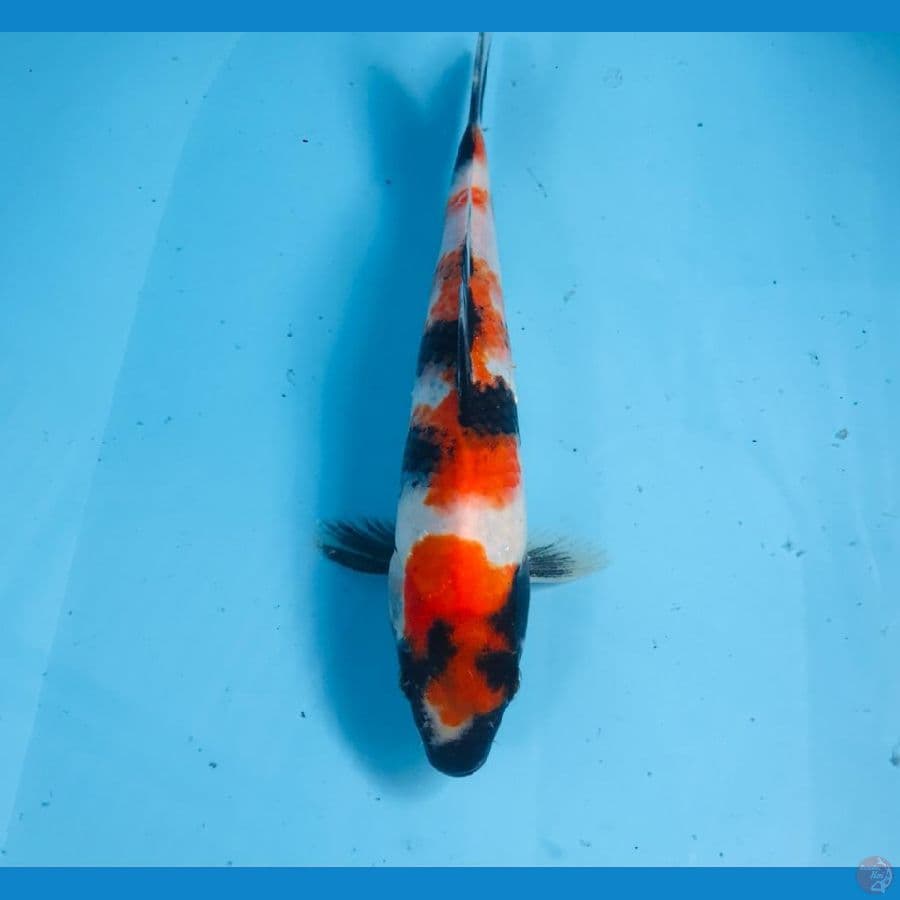 showa, 24 cm